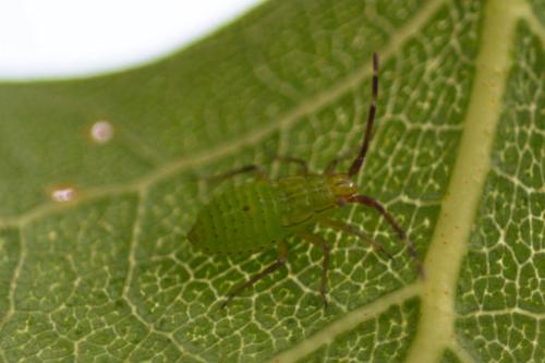 Pantilius tunicatus